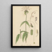 Monarda russelliana - William Jackson Hooker — framed artwork on a wall