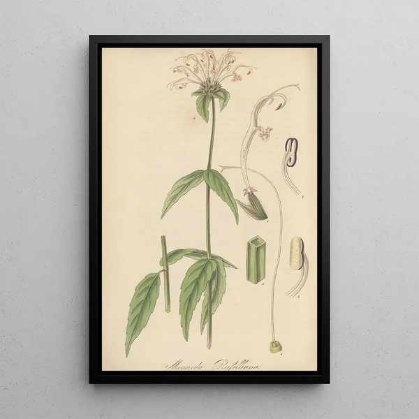 Monarda russelliana - William Jackson Hooker — framed artwork on a wall