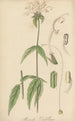 Monarda russelliana - William Jackson Hooker — artwork view