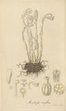 Monotropa uniflora - William Jackson Hooker — artwork view