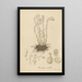 Monotropa uniflora - William Jackson Hooker — framed artwork on a wall