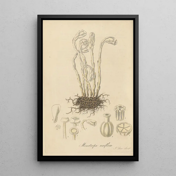 Monotropa uniflora - William Jackson Hooker — framed artwork on a wall