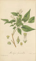 Murraya paniculata - William Jackson Hooker — artwork view