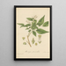 Murraya paniculata - William Jackson Hooker — framed artwork on a wall