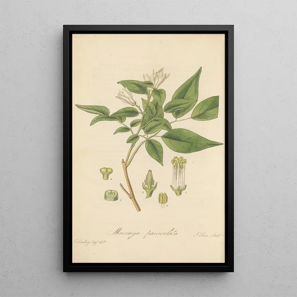 Murraya paniculata - William Jackson Hooker — framed artwork on a wall