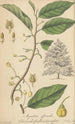 Myristica officinalis - William Jackson Hooker — artwork view