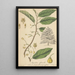 Myristica officinalis - William Jackson Hooker — framed artwork on a wall
