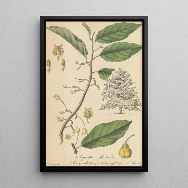 Myristica officinalis - William Jackson Hooker — framed artwork on a wall