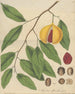 Fruit of officinal myristic from William Jackson Hooker — artwork view