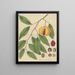 Fruit of officinal myristic from William Jackson Hooker — framed artwork on a wall