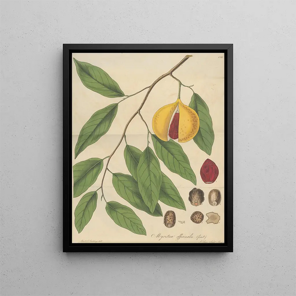 Fruit of officinal myristic from William Jackson Hooker — framed artwork on a wall