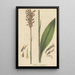 Neottia plantaginea - William Jackson Hooker — framed artwork on a wall