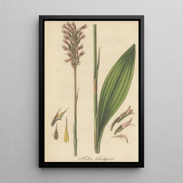 Neottia plantaginea - William Jackson Hooker — framed artwork on a wall