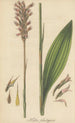 Neottia plantaginea - William Jackson Hooker — artwork view