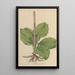 Neottia speciosa - William Jackson Hooker — framed artwork on a wall
