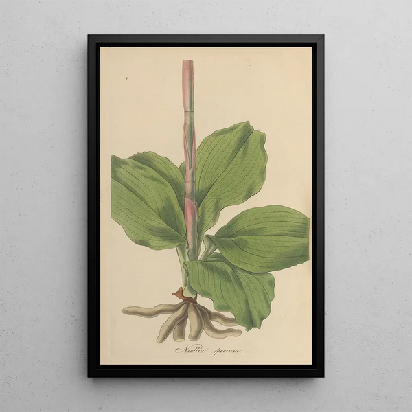 Neottia speciosa - William Jackson Hooker — framed artwork on a wall