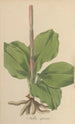 Neottia speciosa - William Jackson Hooker — artwork view