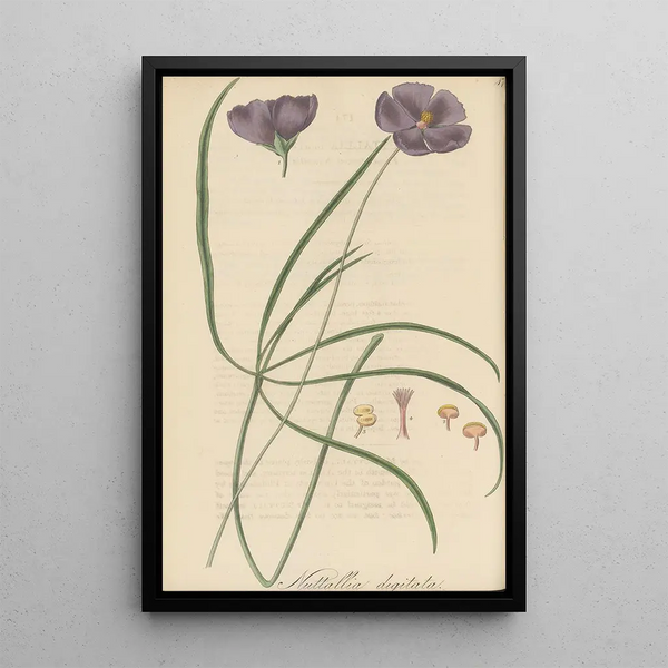 Nuttallia digitata - William Jackson Hooker — framed artwork on a wall