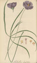 Nuttallia digitata - William Jackson Hooker — artwork view
