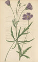 Nuttallia vepata - William Jackson Hooker — artwork view