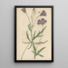 Nuttallia vepata - William Jackson Hooker — framed artwork on a wall