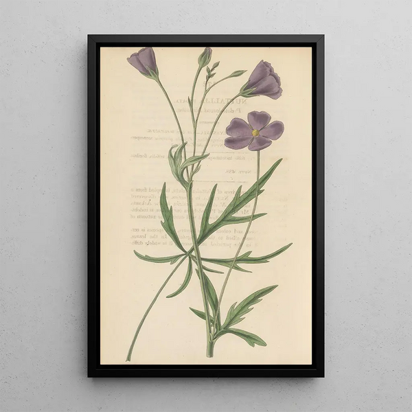 Nuttallia vepata - William Jackson Hooker — framed artwork on a wall