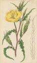 Oenothera odorata - William Jackson Hooker — artwork view