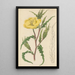 Oenothera odorata - William Jackson Hooker — framed artwork on a wall