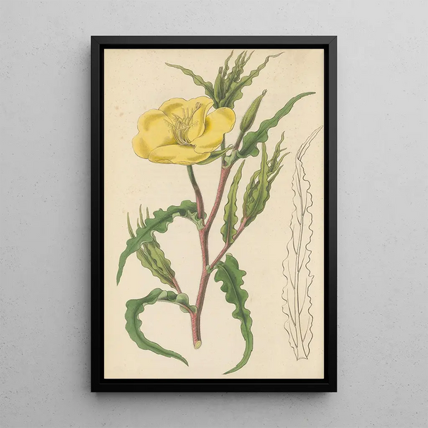 Oenothera odorata - William Jackson Hooker — framed artwork on a wall