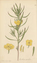 Oenothera serrulata - William Jackson Hooker — artwork view
