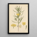 Oenothera serrulata - William Jackson Hooker — framed artwork on a wall