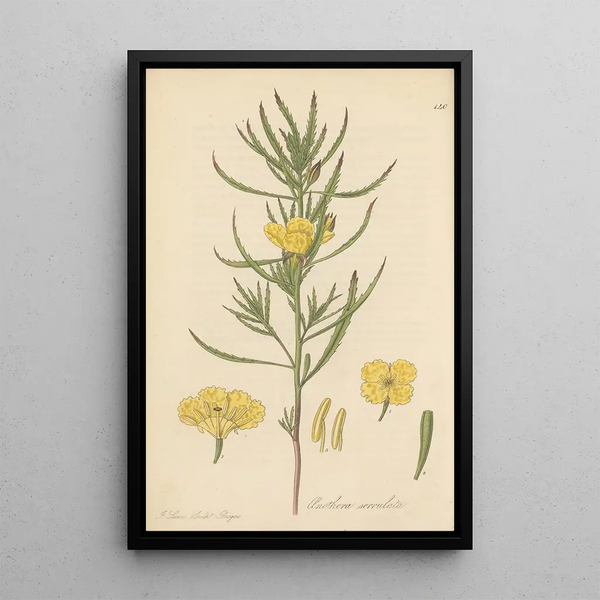 Oenothera serrulata - William Jackson Hooker — framed artwork on a wall