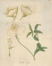 Oenothera speciosa - William Jackson Hooker — artwork view