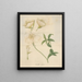 Oenothera speciosa - William Jackson Hooker — framed artwork on a wall