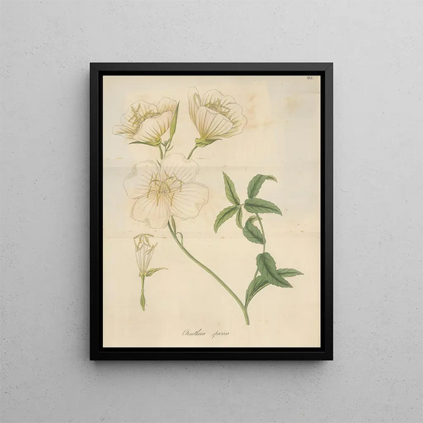 Oenothera speciosa - William Jackson Hooker — framed artwork on a wall