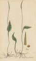 Ophioglossum petiolatum - William Jackson Hooker — artwork view