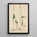 Ophioglossum petiolatum - William Jackson Hooker — framed artwork on a wall