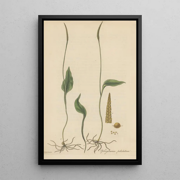 Ophioglossum petiolatum - William Jackson Hooker — framed artwork on a wall