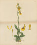 Ophrys jaune - William Jackson Hooker — artwork view