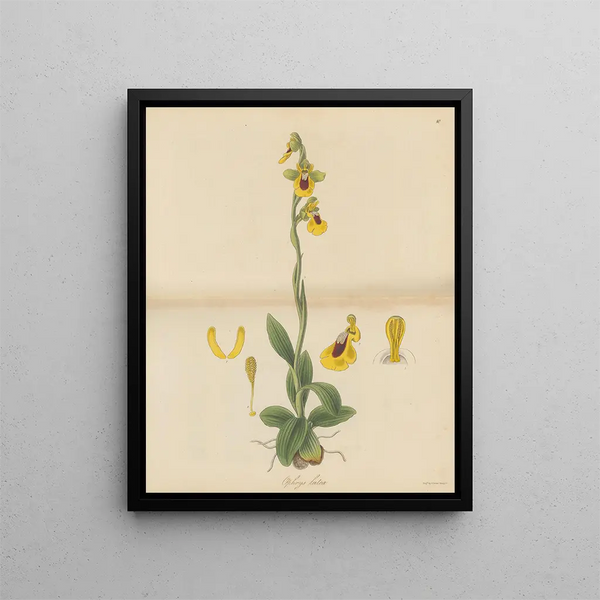 Ophrys jaune - William Jackson Hooker — framed artwork on a wall
