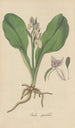 Orchis spectabilis - William Jackson Hooker — artwork view