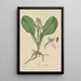 Orchis spectabilis - William Jackson Hooker — framed artwork on a wall