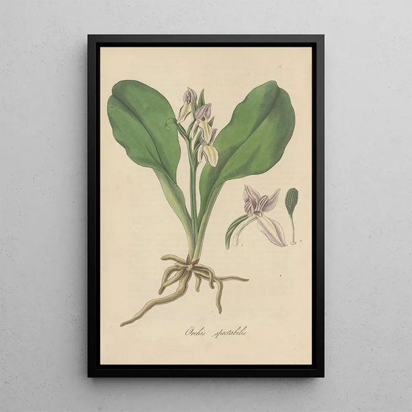 Orchis spectabilis - William Jackson Hooker — framed artwork on a wall