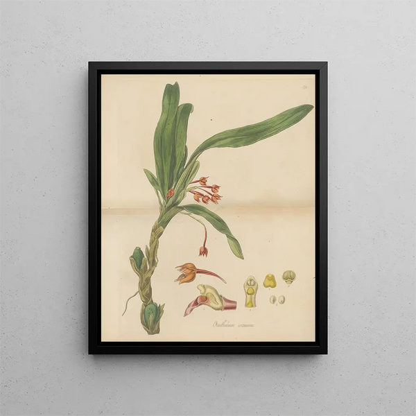 Ornithidium cramoisi - William Jackson Hooker — framed artwork on a wall