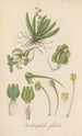 Ornithocephalus gladiatus - William Jackson Hooker — artwork view