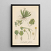 Ornithocephalus gladiatus - William Jackson Hooker — framed artwork on a wall