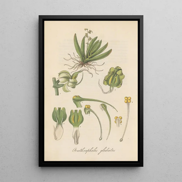 Ornithocephalus gladiatus - William Jackson Hooker — framed artwork on a wall