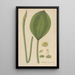 Orontium aquaticum - William Jackson Hooker — framed artwork on a wall