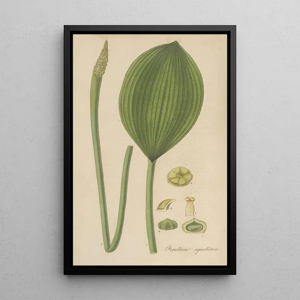 Orontium aquaticum - William Jackson Hooker — framed artwork on a wall