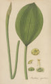 Orontium aquaticum - William Jackson Hooker — artwork view